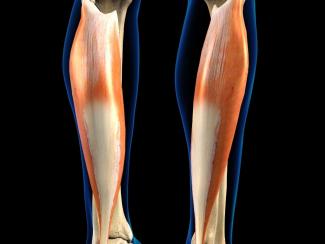 Soleus Anatomie Schollenmuskel