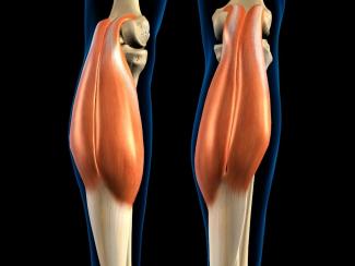 Gastrocnemius Anatomie Wadenmuskel